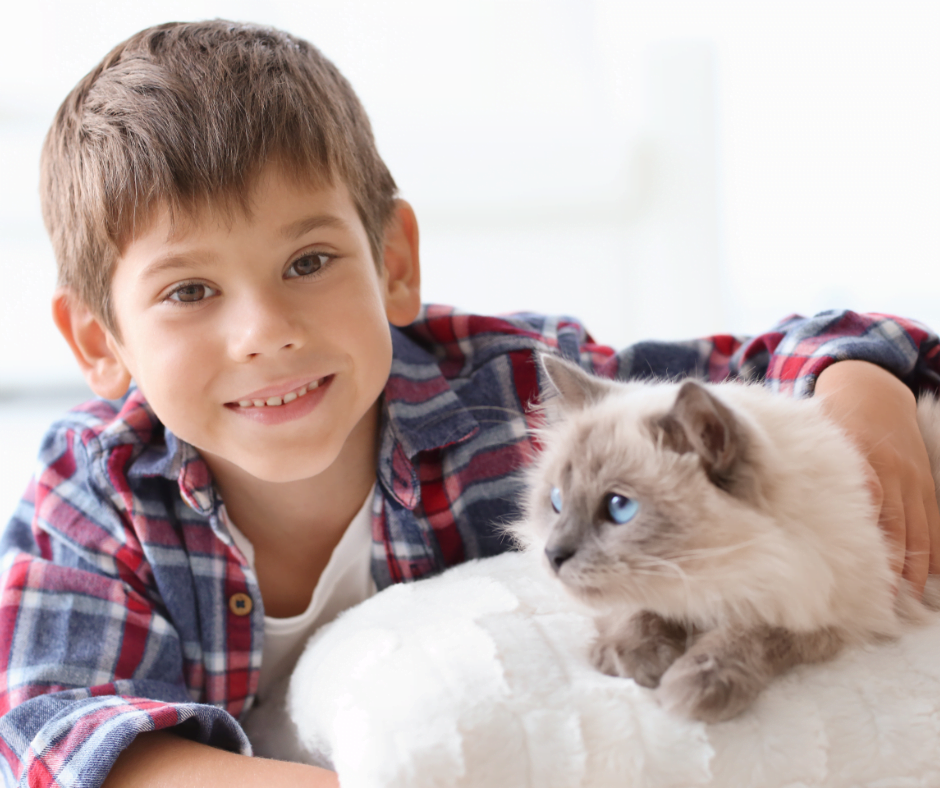 A boy with a ragdoll cat