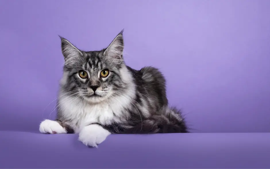 A picture of a main coon cat