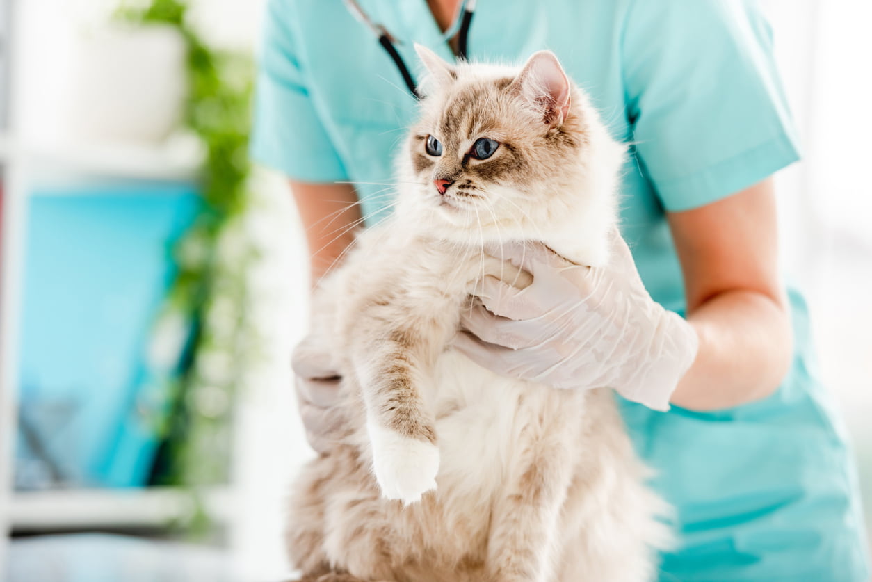 A ragdoll cat at the vet