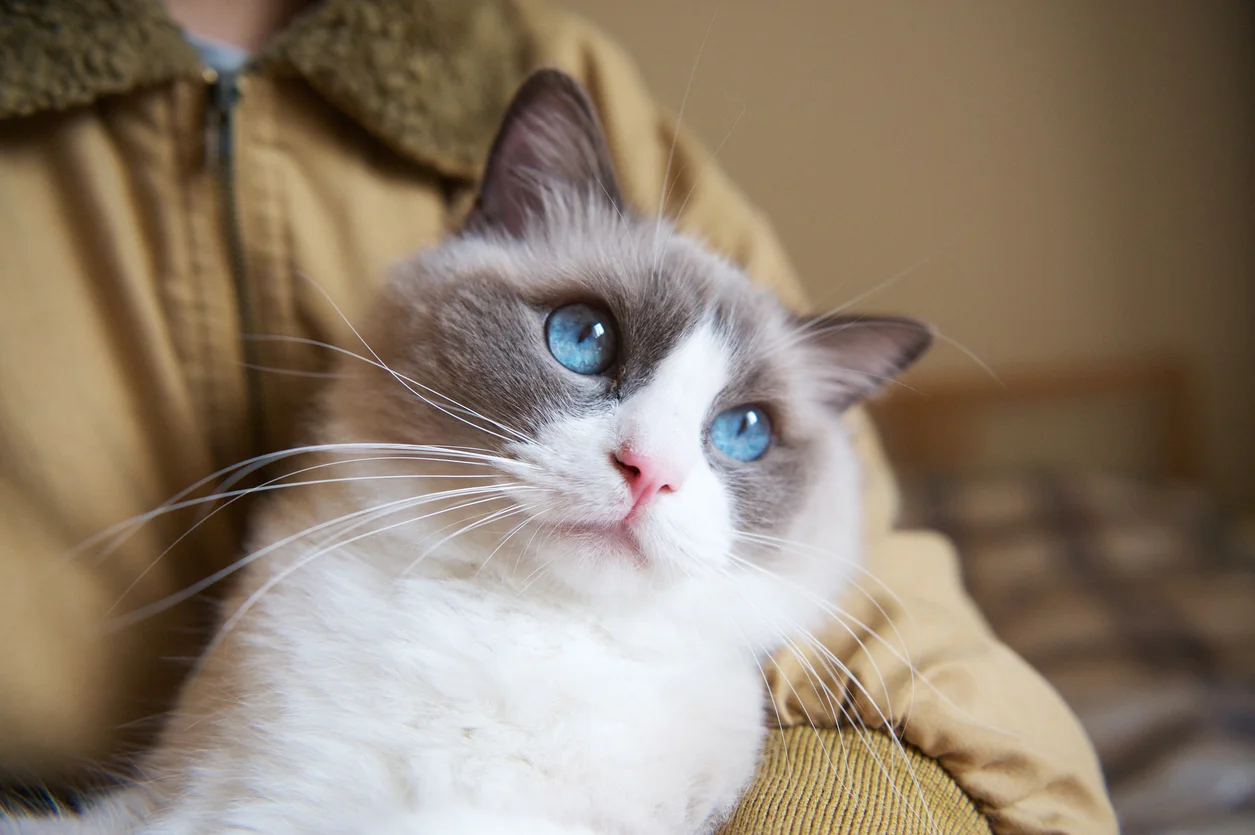 A ragdoll cat with its owner