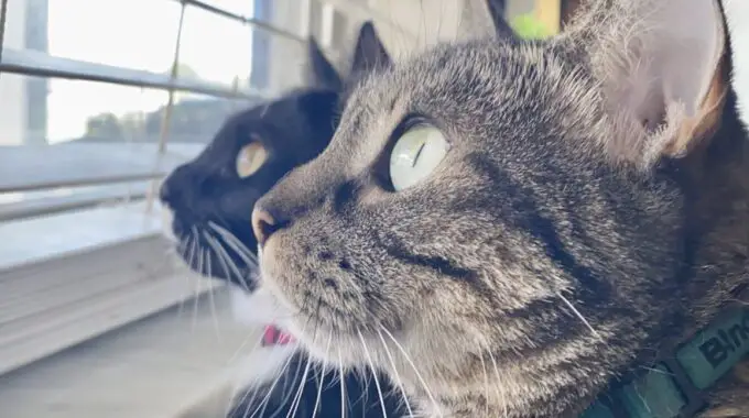 Two cats looking outside