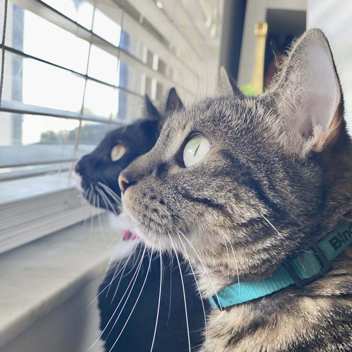 Two american shorthair cats looking outside