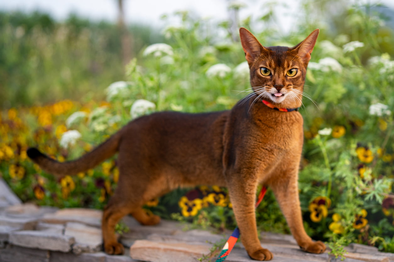 Abyssinian cat outside