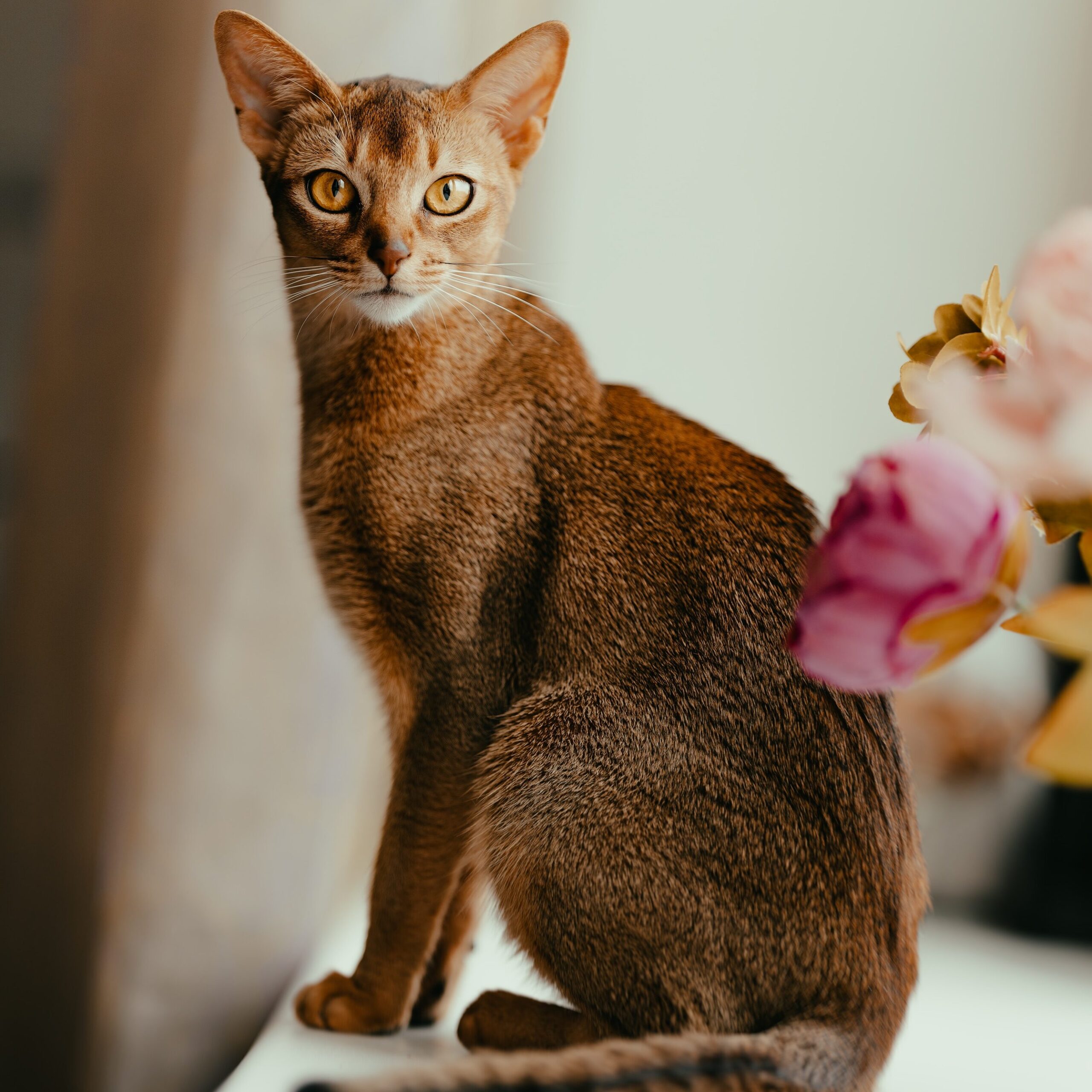 Abyssinian cat