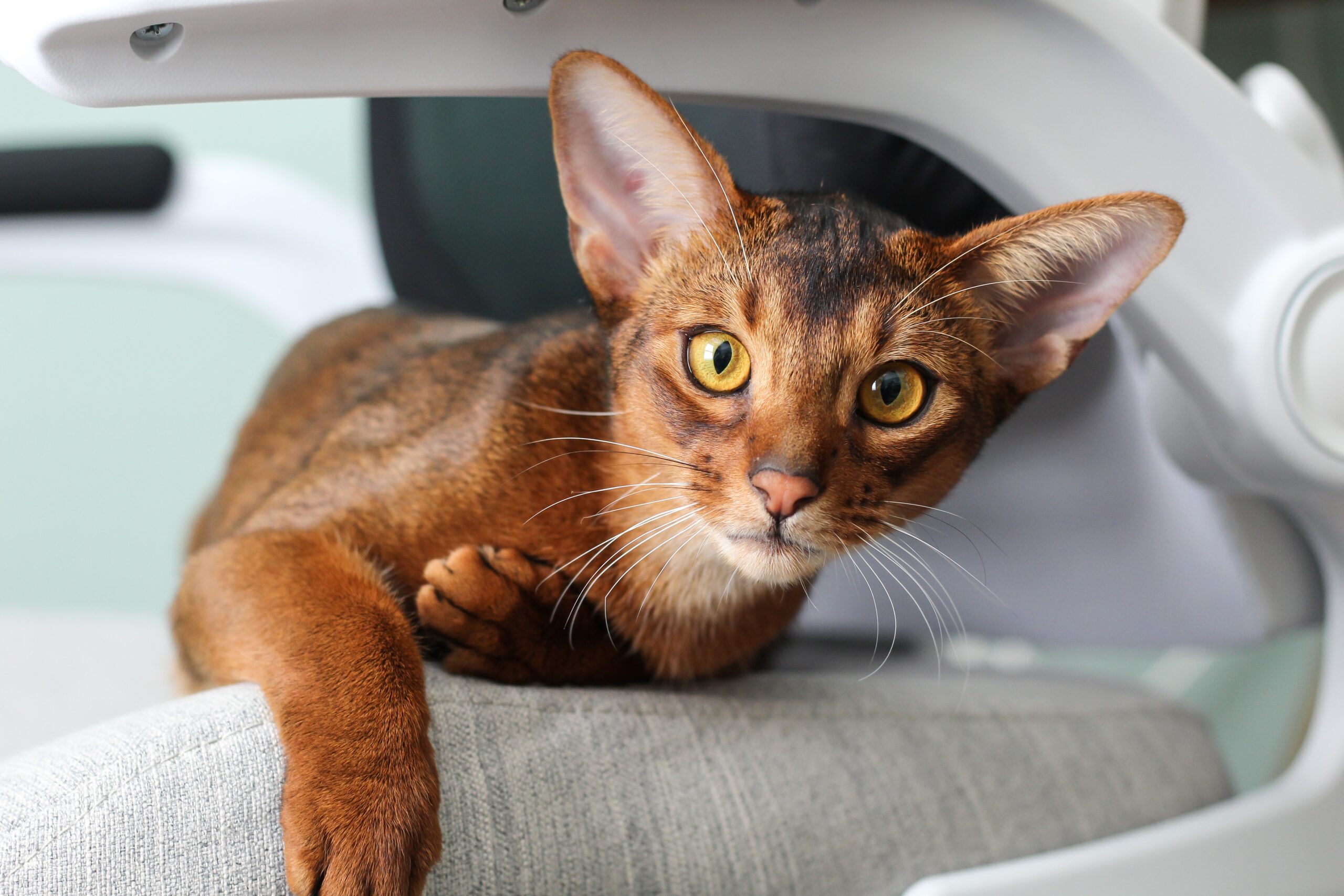 Abyssinian caton couch