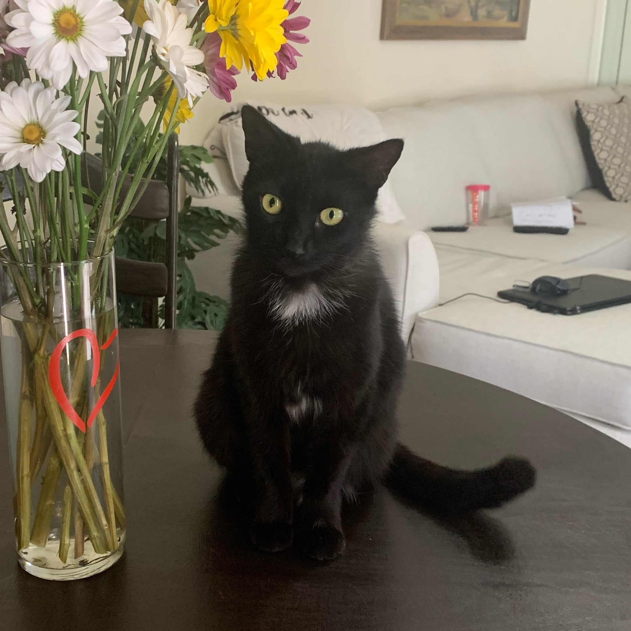 A cat sitting on a table