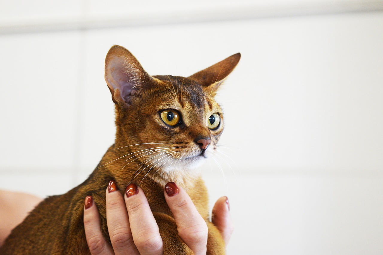 Abyssinian kitten