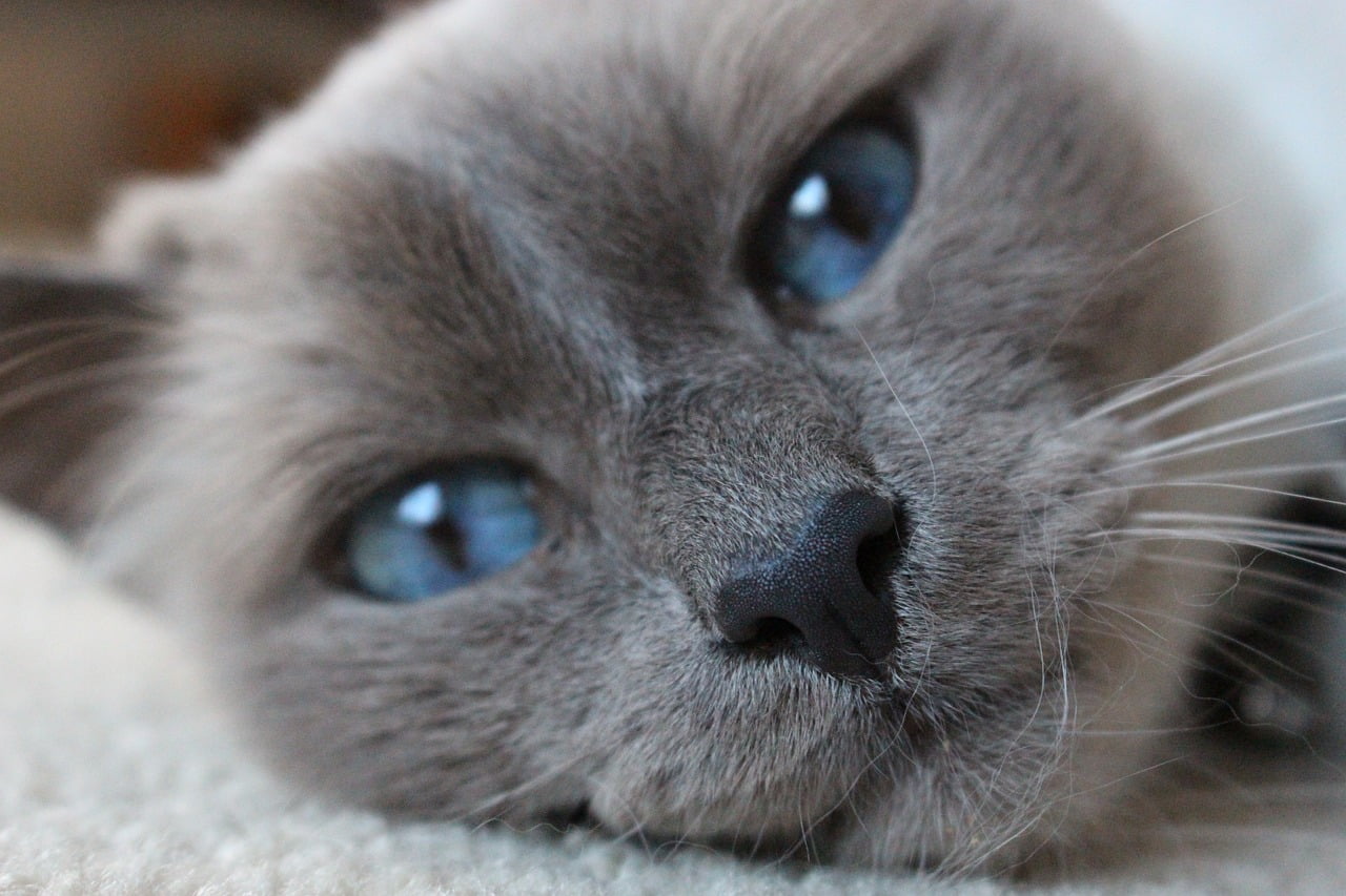 Birman cat with blue eyes