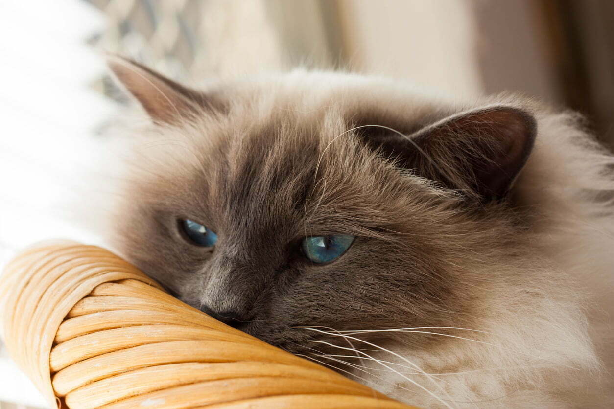 Birman cat laying down