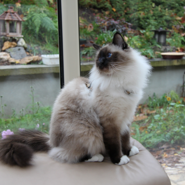 Birman cat outside