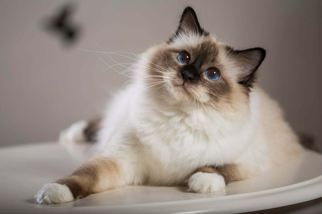 A birman cat smiling