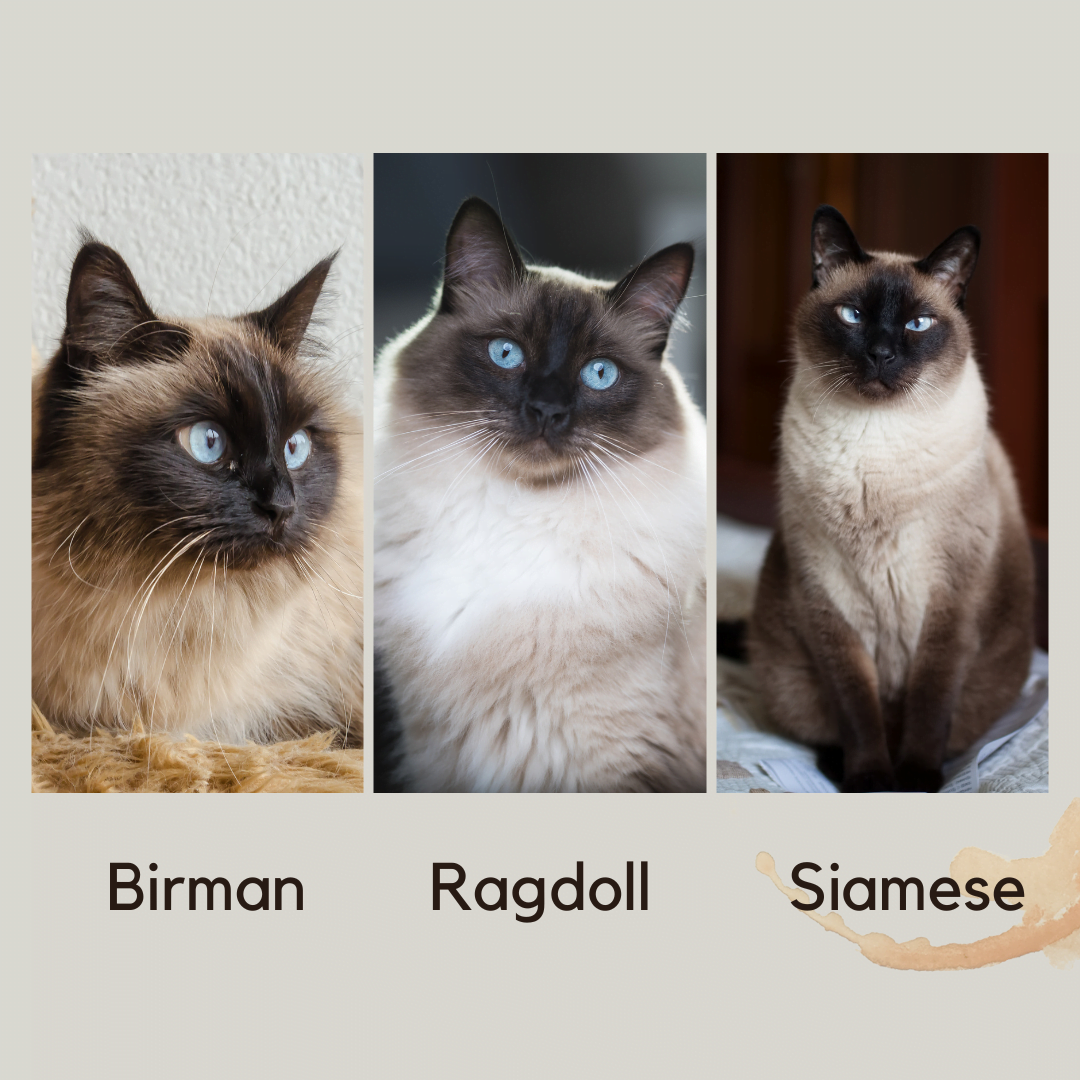 Birman cat vs other breeds