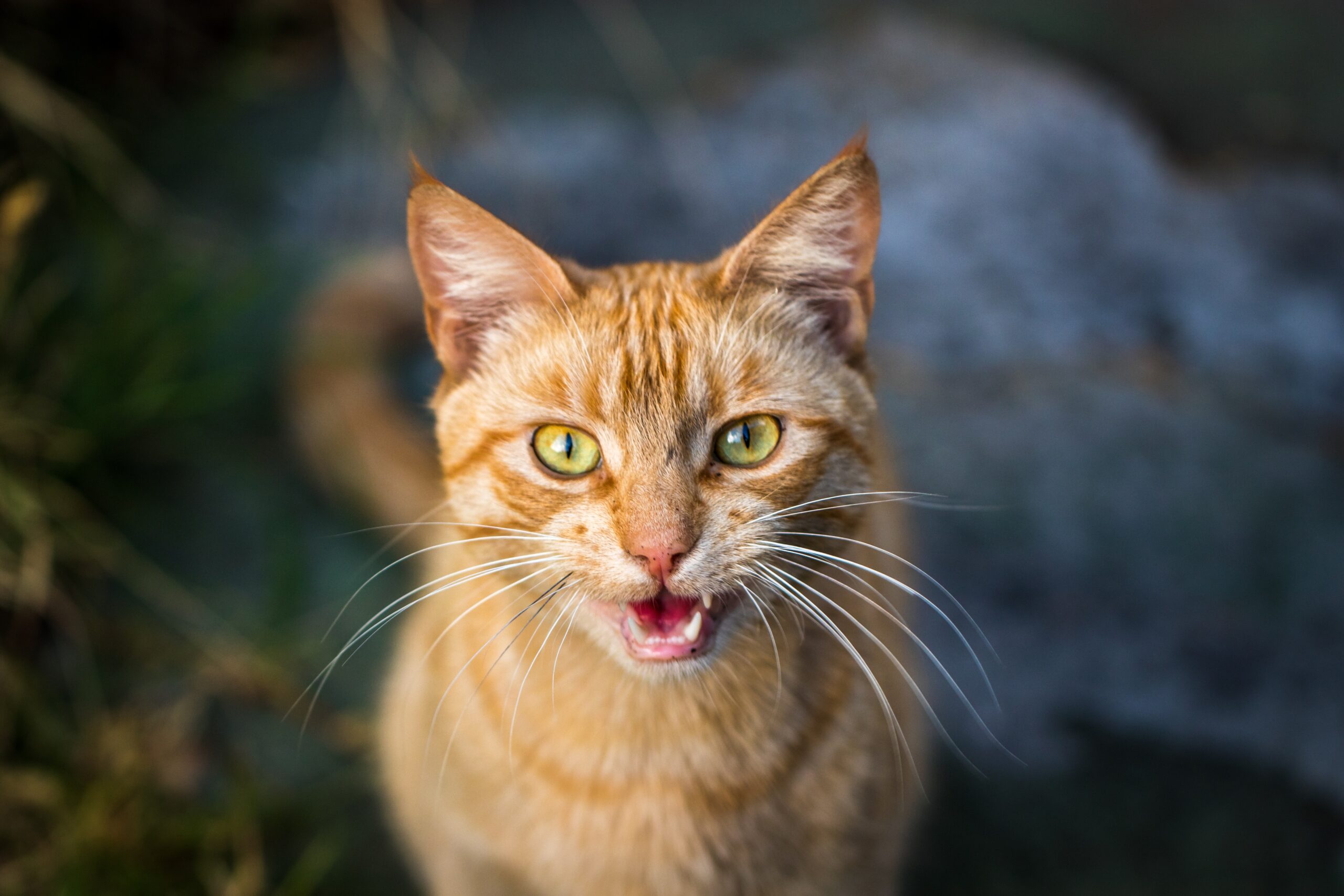 A cat meowing