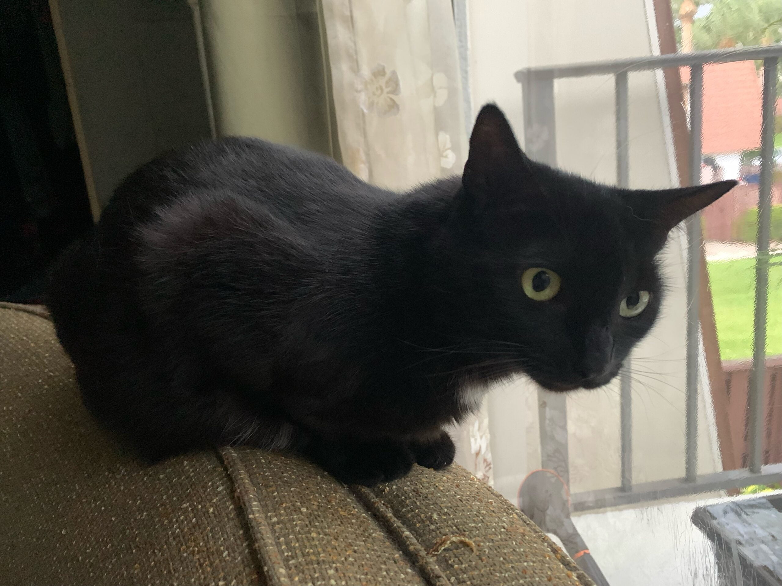 Cat sitting on couch