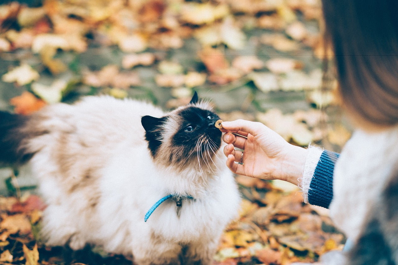 Feeding a birman cat