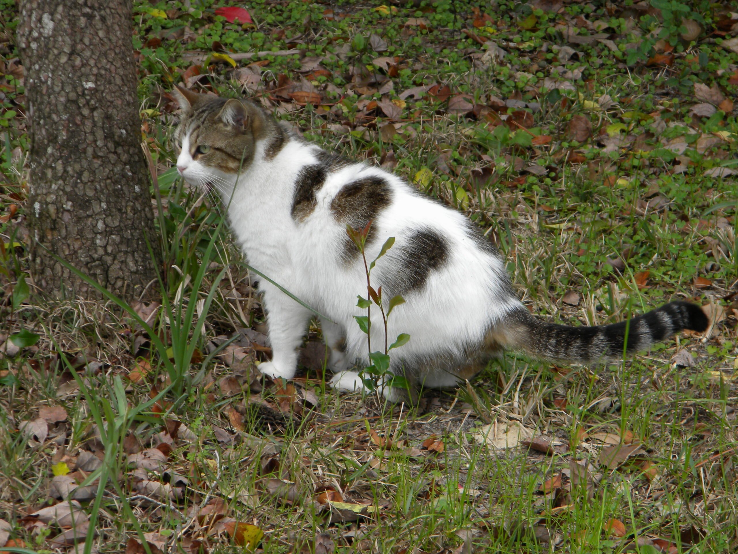 A cat outside