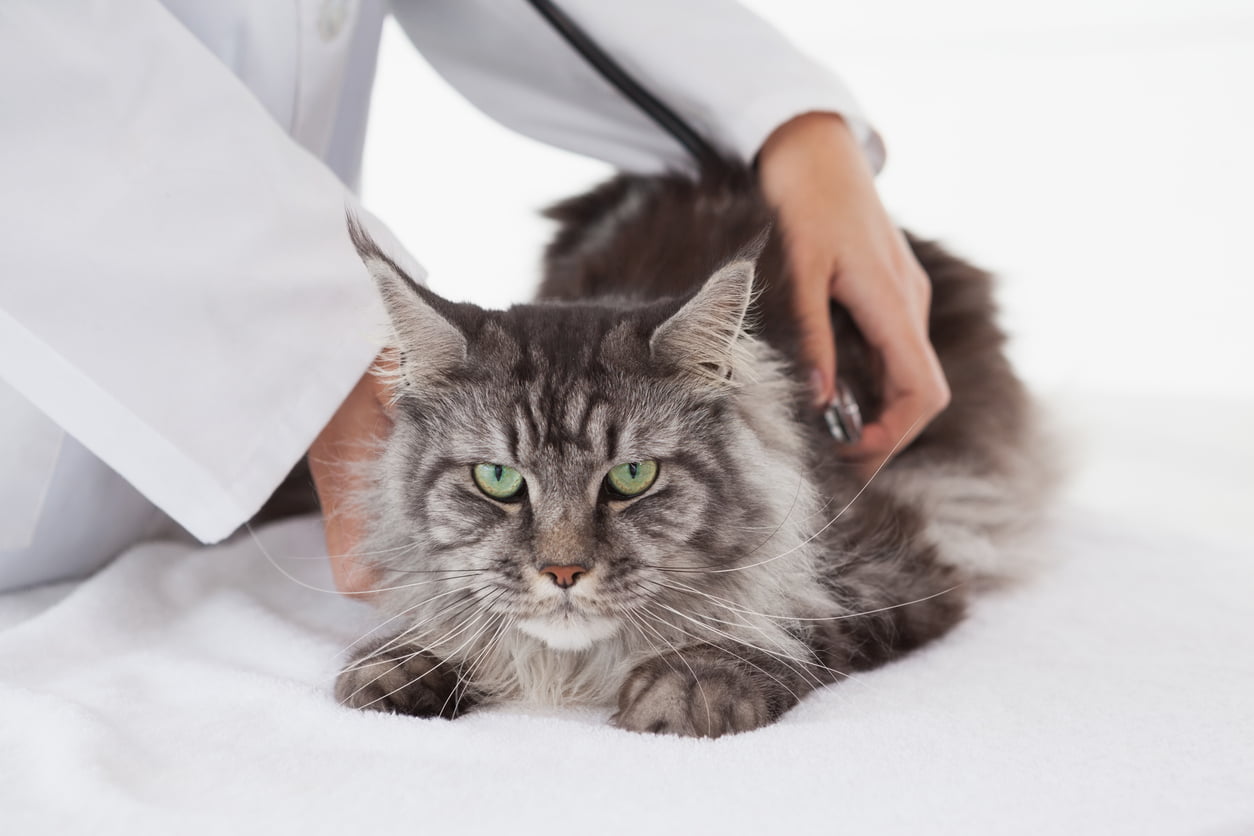 Maine coon cat at the vet