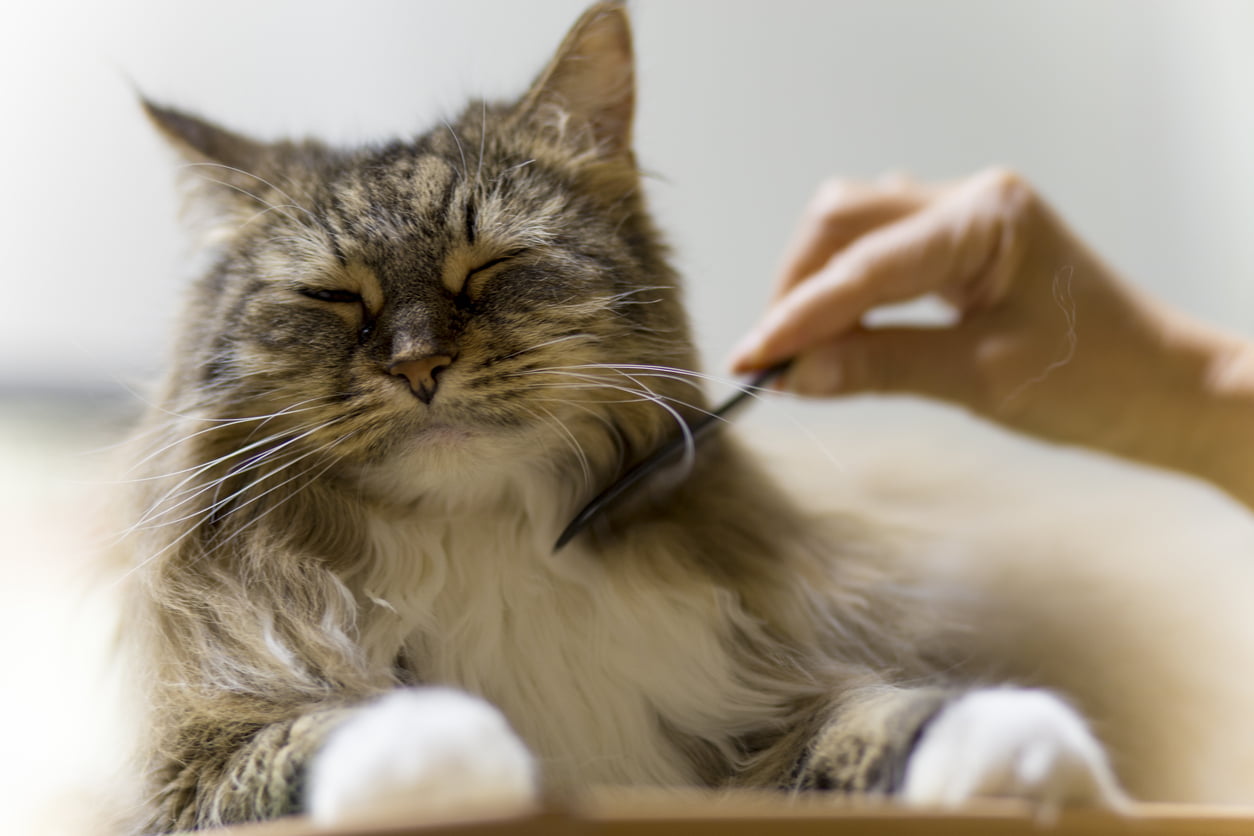 A maine coon cat being groomed