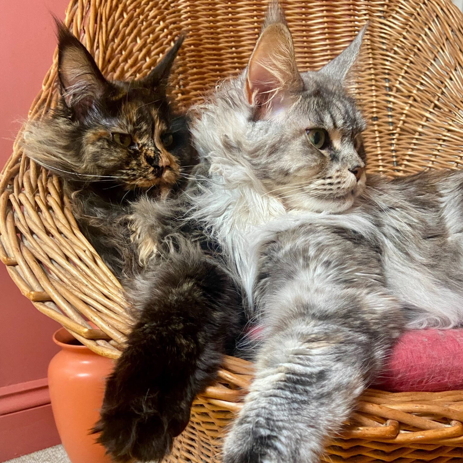 The Essential Guide to Owning a Maine Coon Cat
