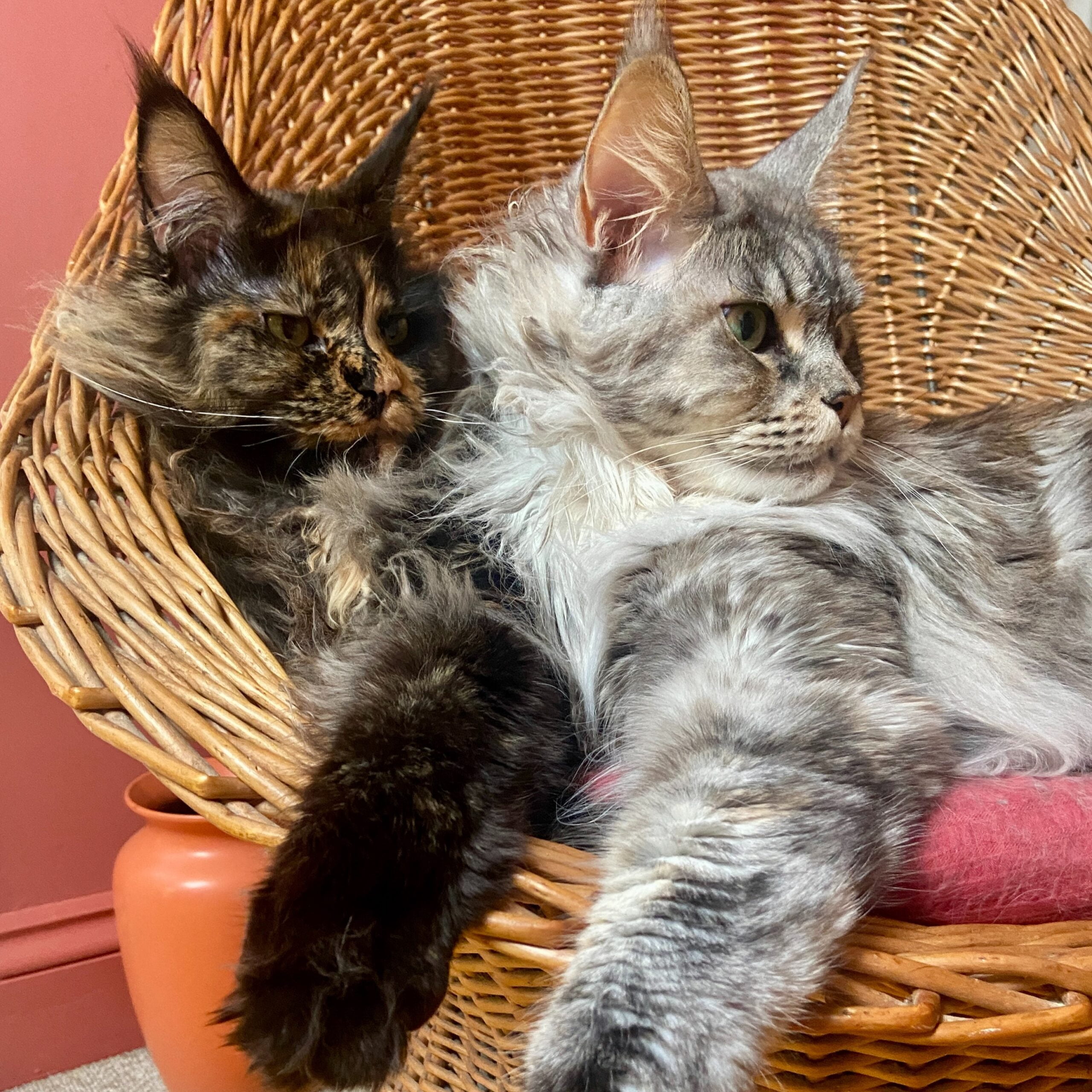 Two maine coon cats laying together.