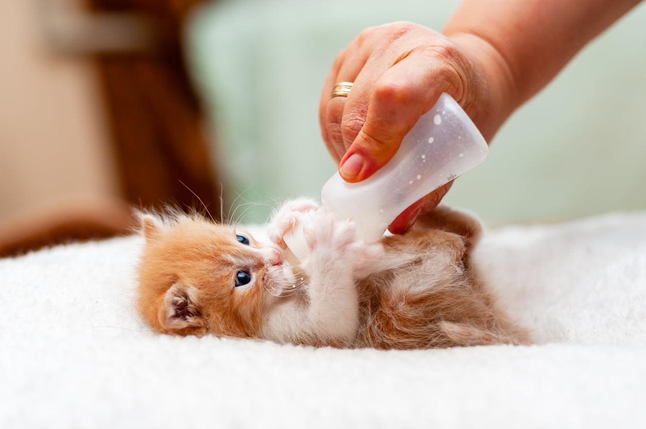 Feeding a kitten