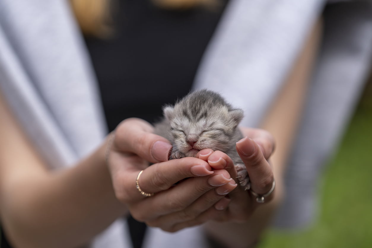 Newborn kitten