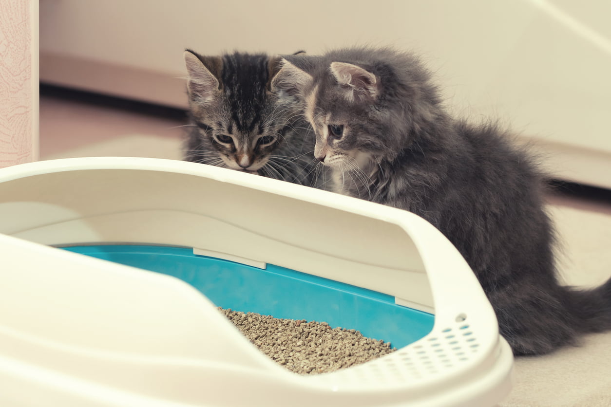 Kitten potty training