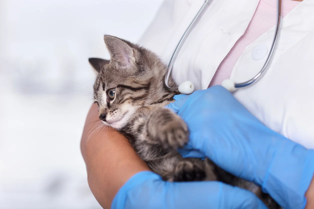 A kitten at the vet