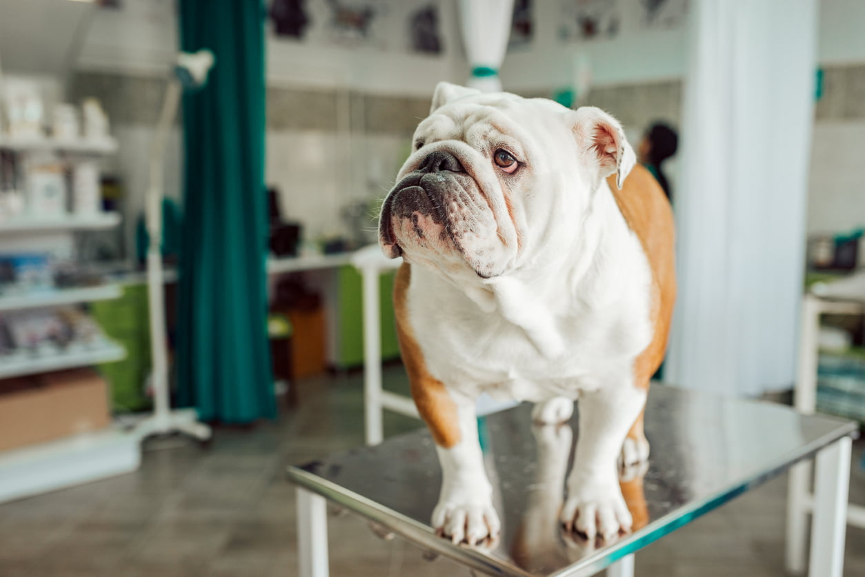 A picture of a english bulldog at the vet