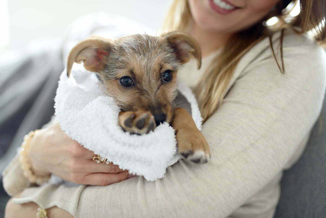 Drying dog with a towel