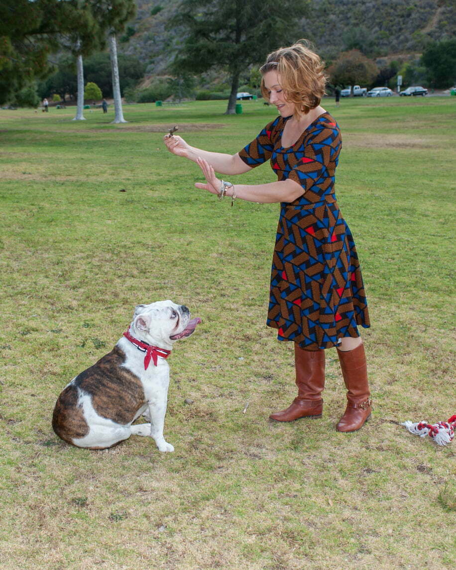 English bulldog training