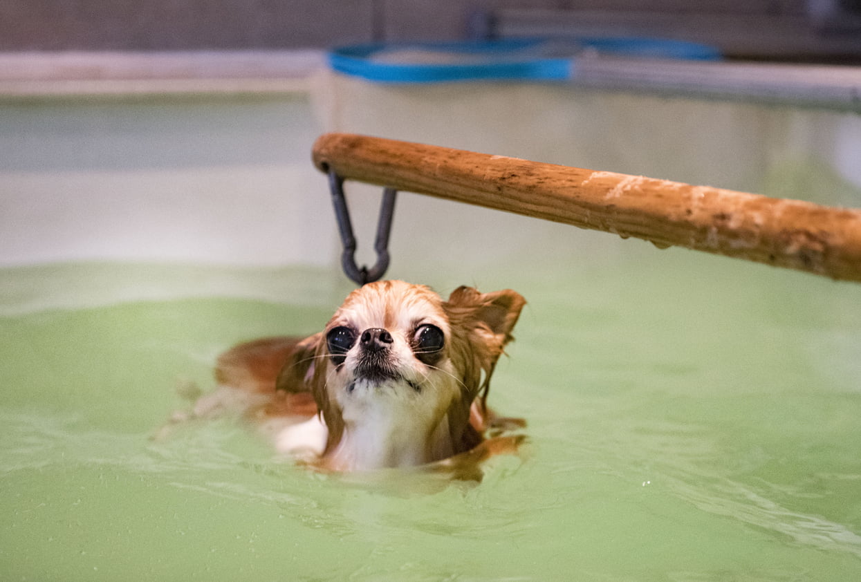 Chihuahua doing hydrotherapy