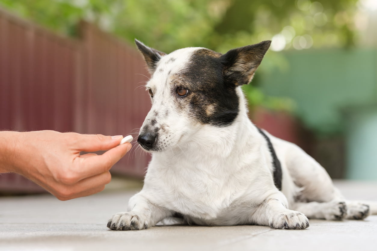 Owner giving small black and white dog medicine, pills for arthritis