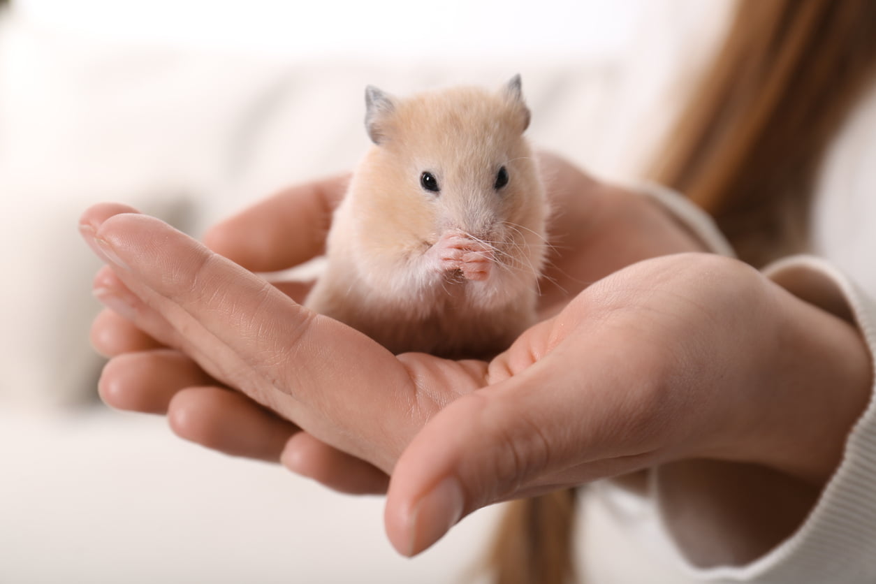 Hamster cleaning hands