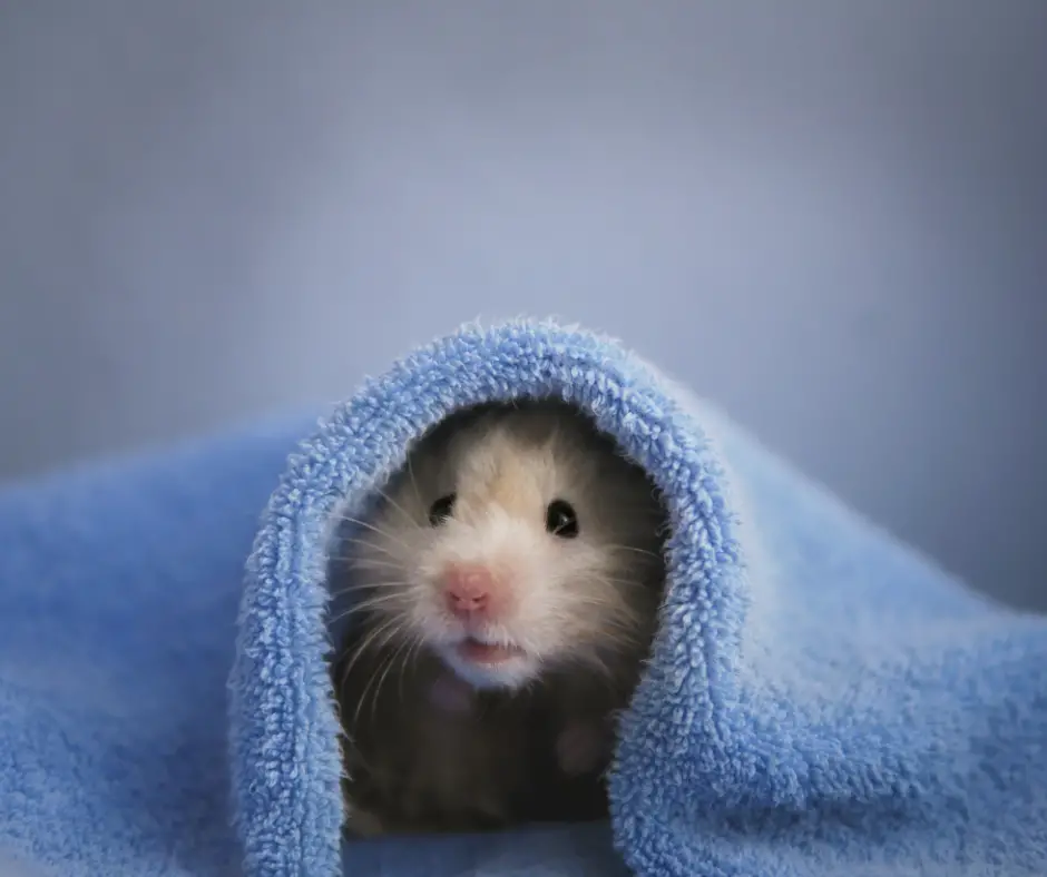 Hamster wrapped in a towel