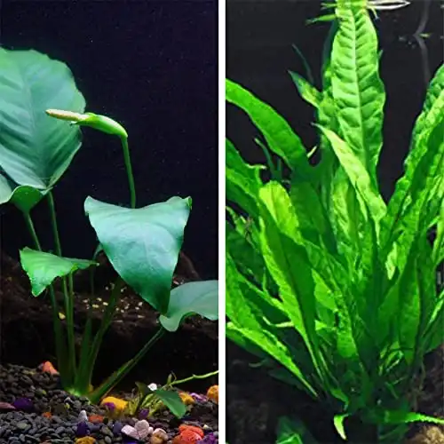 Java fern microsorum pteropus and anubias var nana bundle | low light beginner live aquatic plant for freshwater aquariums