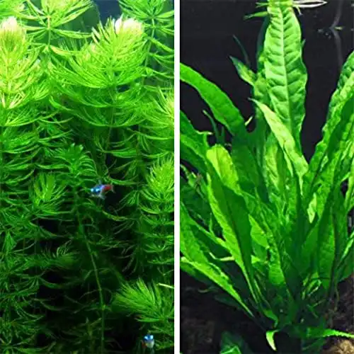 Microsorum java fern and hornwort | easy low light aquarium plants