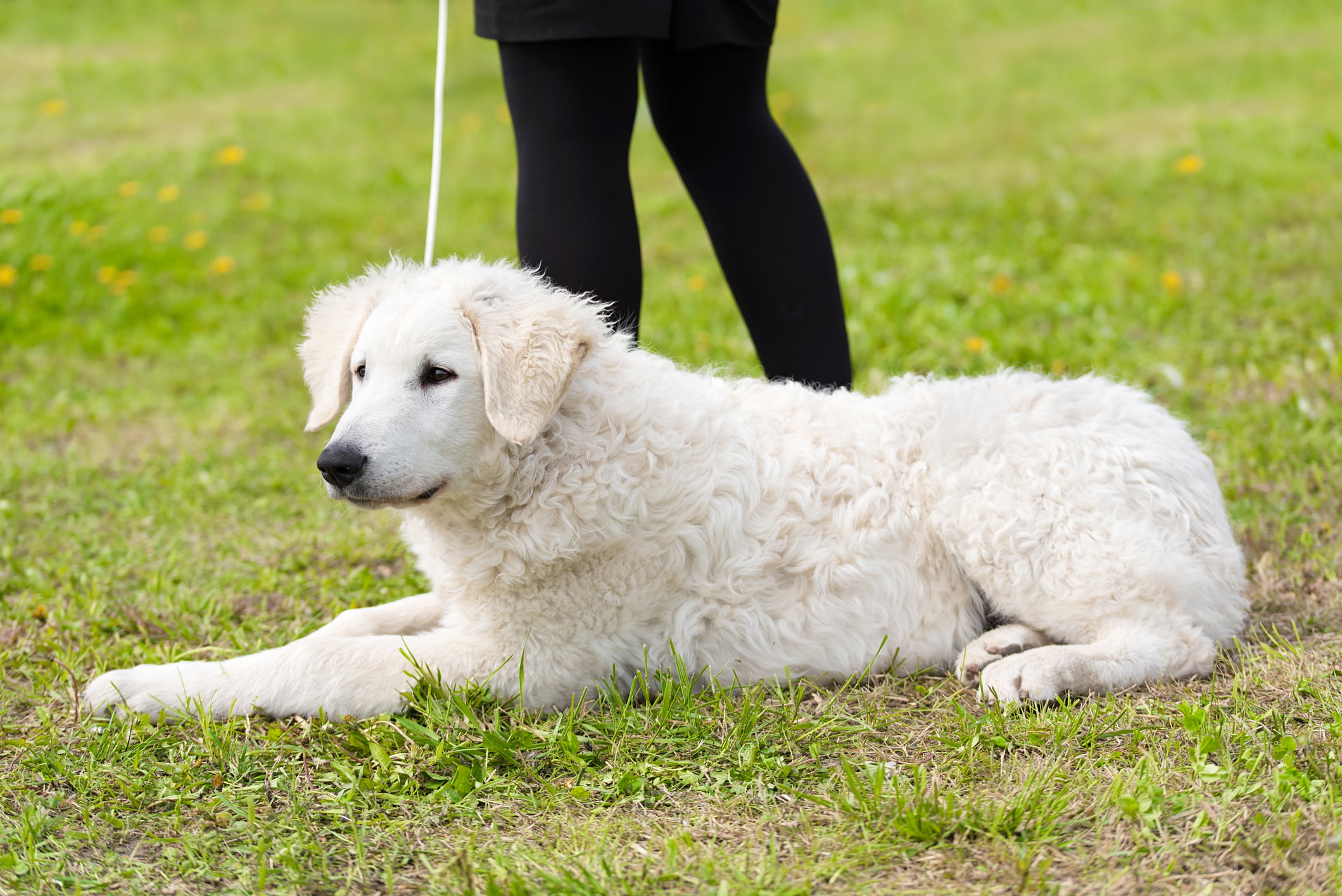 Hungarian kuvasz dog in the park