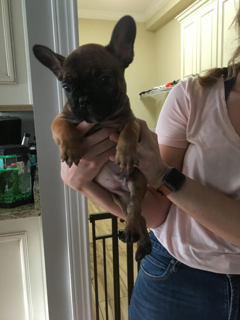 Baby frenchie