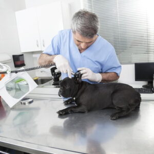 French bulldog at the vet