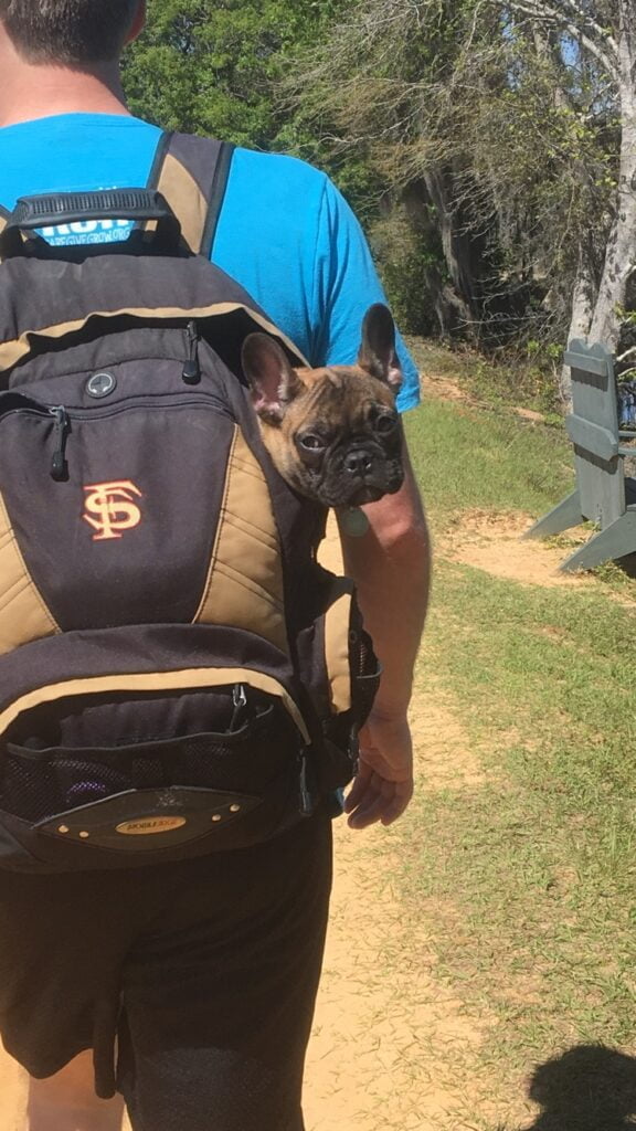 French bulldog in backpack