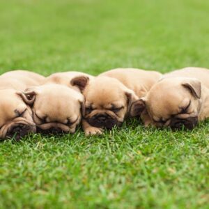 French bulldog puppies