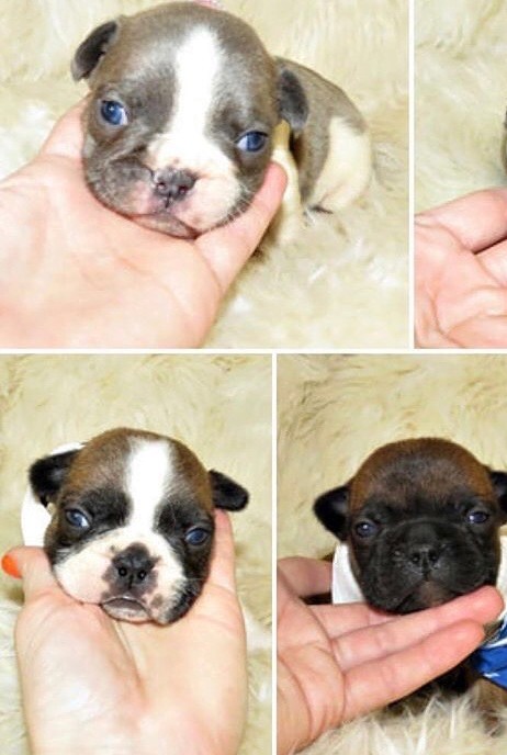 French bulldog puppies