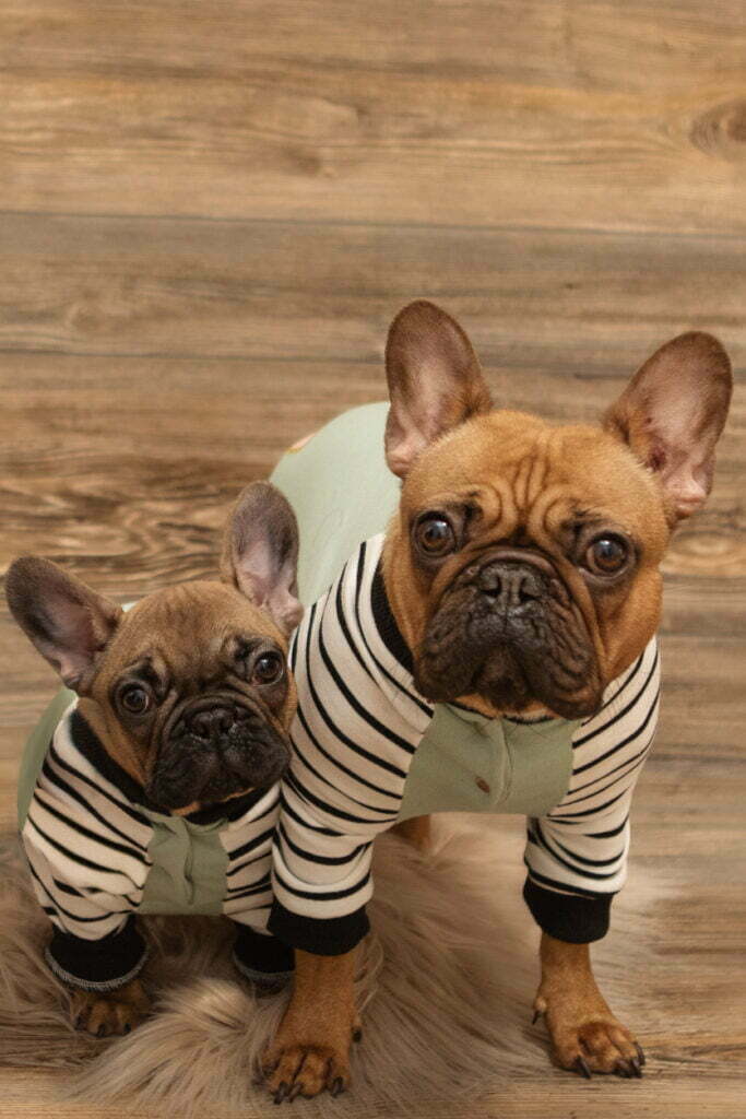 Two french bulldogs