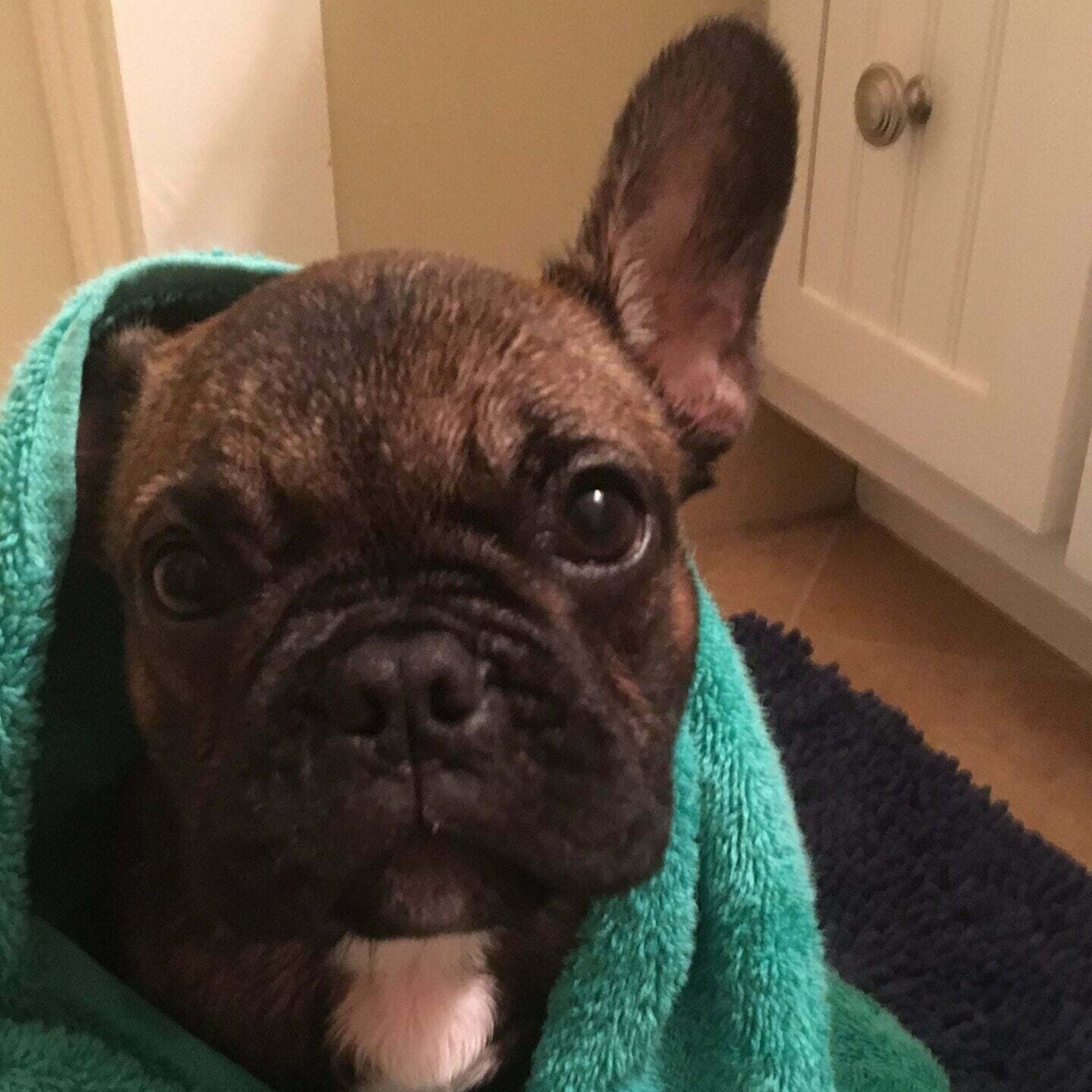 French bulldog after bath melissa whalen2