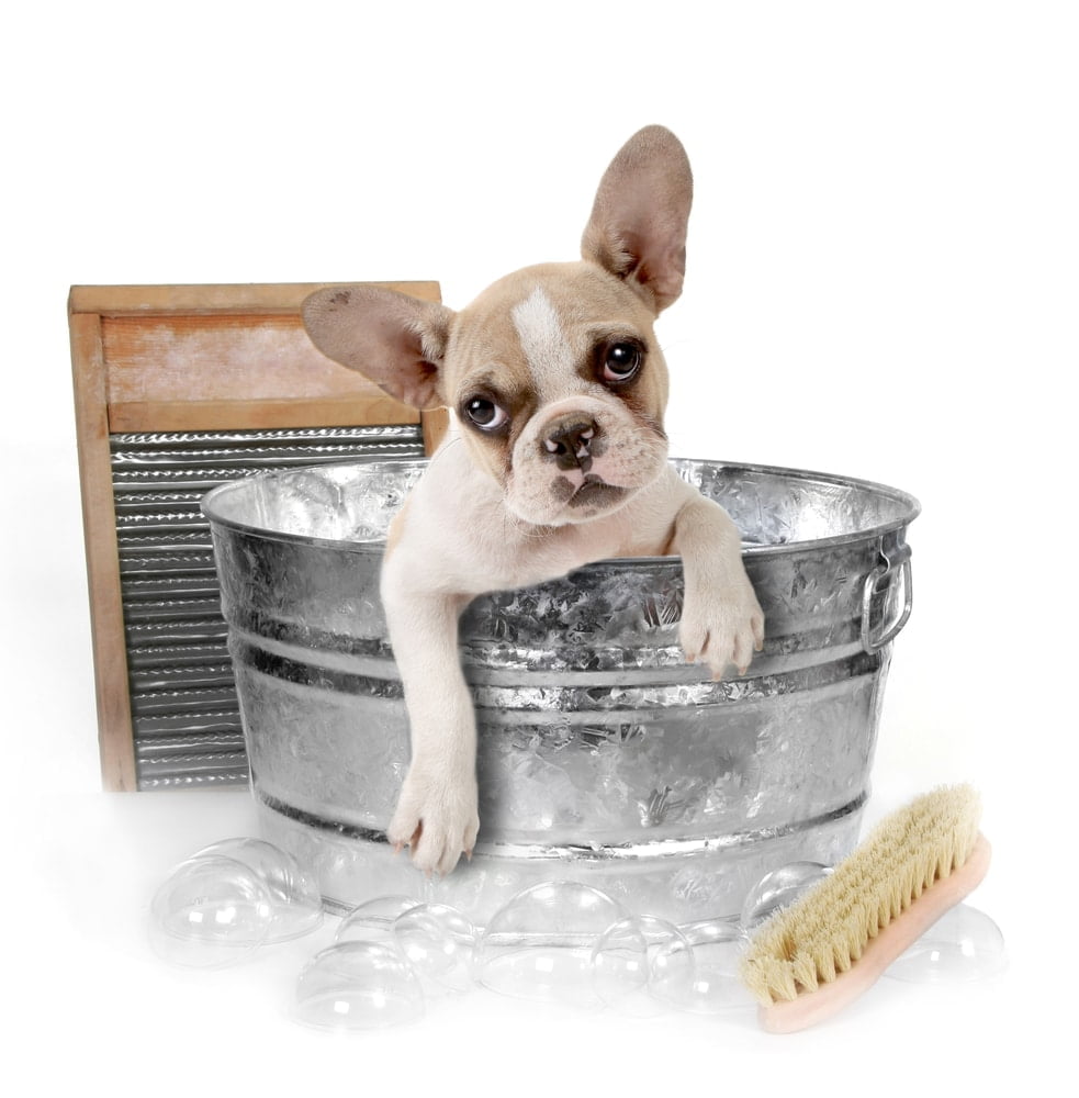 French bulldog bath shutterstock 40455169