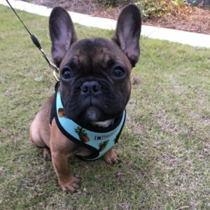 French bulldog on a walk