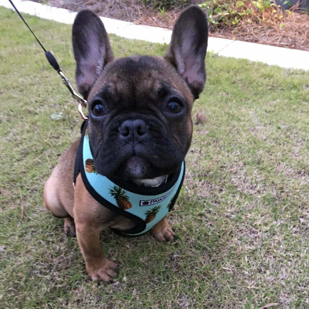 French bulldog on a walk