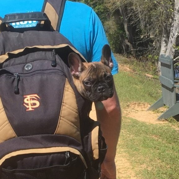 French bulldog in backpack